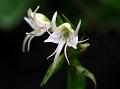 Leafy Habenaria